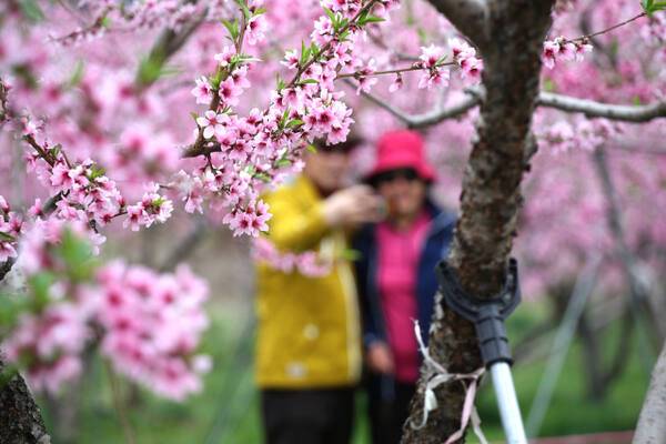 활짝 핀 복숭아꽃 사이로 시민들이 사진을 찍고 있다. 부천시 제공.