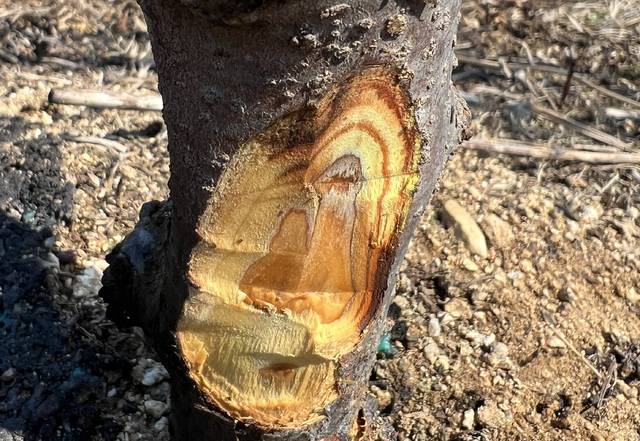 산불로 인해 고사한 사과나무는 껍질을 벗겼을 때 조직 색이 갈변한 것을 확인할 수 있다. 농촌진흥청