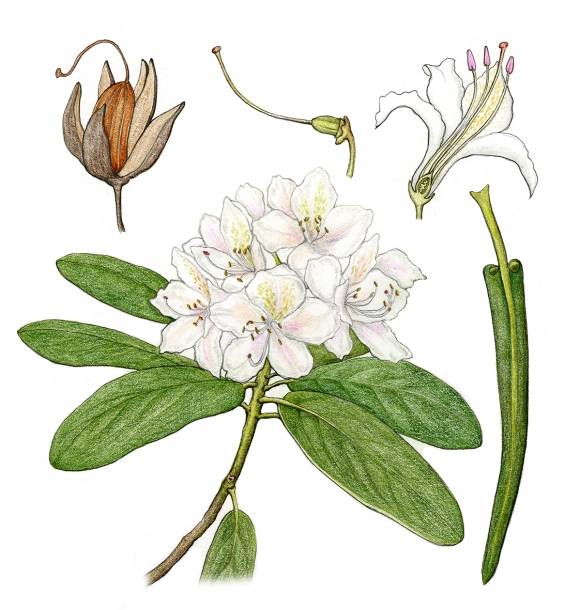 아잘레아는 낙엽성으로 가을에 잎을 떨구고 겨울을 나는 반면 만병초는 상록성으로 잎을 매단 채 겨울을 난다.