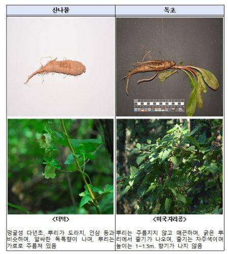모양이 유사해 구별하기 어려운 산나물과 독초. 국립수목원 제공