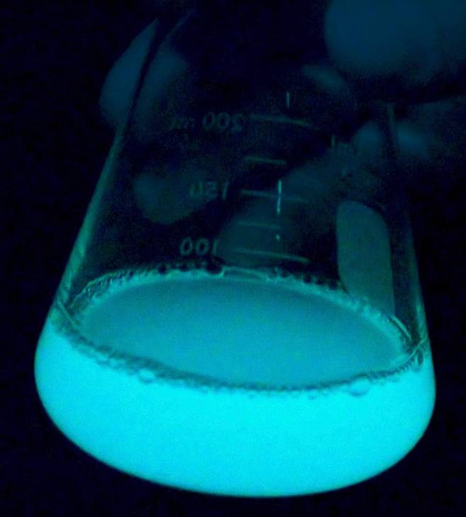 지난 1985년 7월 미국 연구진은 아라비아해에서 생물 발광 현상을 발견하고 표본을 채취했다. 연구진은 표본에서 비브리오 하베이(Vibrio harveyi)라는 박테리아를 발견하고 이들이 번성하는 해조류에 붙어서 살고 있다는 사실을 알아냈다. /S. Haddock·MBARI