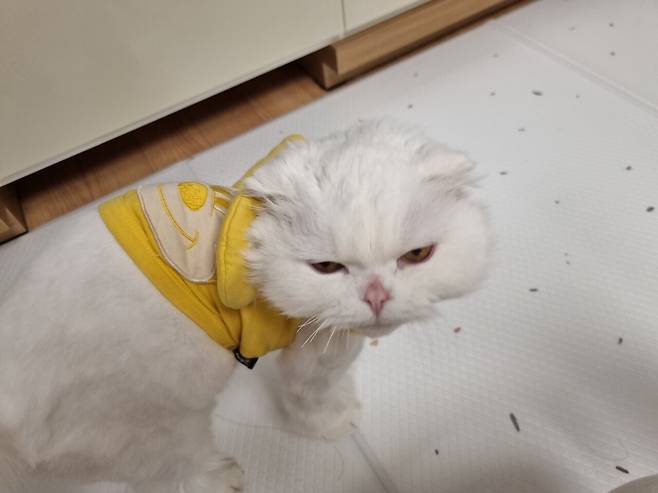 저희 집 귀여운 강아지 자랑 좀 하겠습니다.