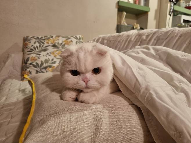 저희 집 귀여운 강아지 자랑 좀 하겠습니다.