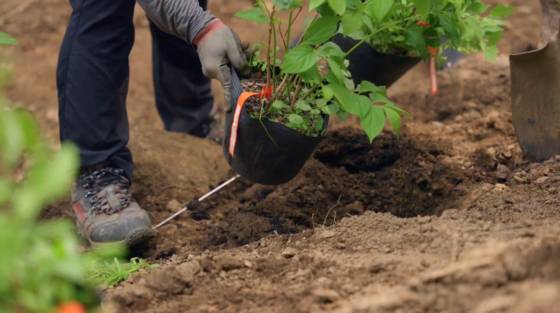 두나무의 주요 ESG 키워드는 '나무'다. 사진은 두나무가 실제 묘목을 심는 모습. 두나무 유튜브 캡처