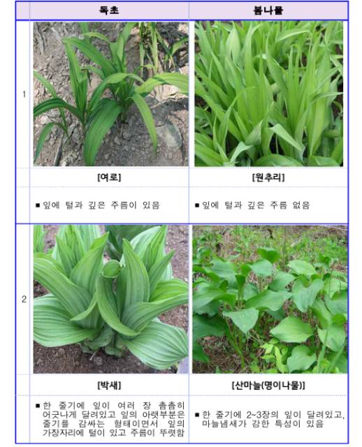 봄나물과 독초 구별법. 식품안전나라