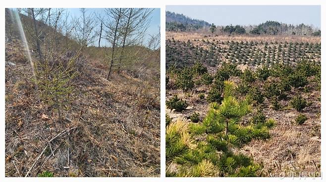 7일 강원 고성군의 산불 발생 이후 조림이 완료된 지역. 낮은 키의 나무들이 바둑판처럼 일정한 간격으로 산을 채웠지만 나무들 주변으로 듬성듬성 빈 공간이 보이고 흙이 그대로 드러났다./사진=김미루 기자