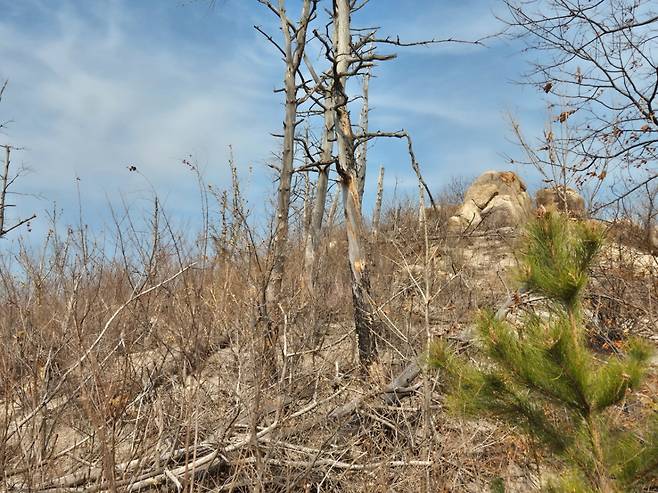 7일 강원 고성군에서 산불 피해로 고사한 소나무가 벌채되지 않고 방치된 모습. /사진=박진호 기자