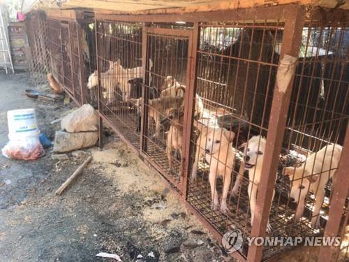 개 사육 농장 철창 속 동물들  (광주=연합뉴스) 동물복지단체 위드는 개 사육 농장 2곳에서 3차례에 걸쳐 동물 35마리를 구조했다고 25일 밝혔다. 사진은 위드 회원들이 지난 14일 철창 속에 사육 중인 동물들을 촬영한 모습. 2017.10.25 [위드 제공=연합뉴스]
    areum@yna.co.kr