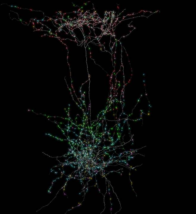 전자 현미경으로 촬영한 뇌 이미지를 바탕으로 복원한 ‘마르티노티 세포’의 모습. 마르티노티 세포는 뇌의 피질에 존재하는 억제성 신경세포다. Clare Gamlin/Allen Institute 제공