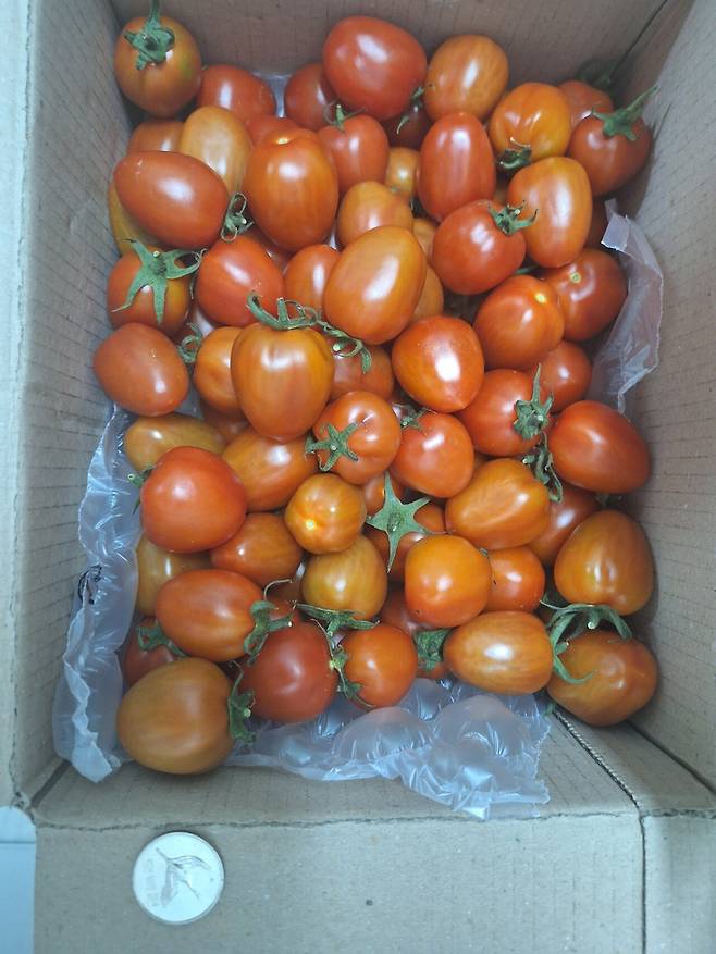 며칠전 핫딜게시판 대추방울토마토 물건왔다