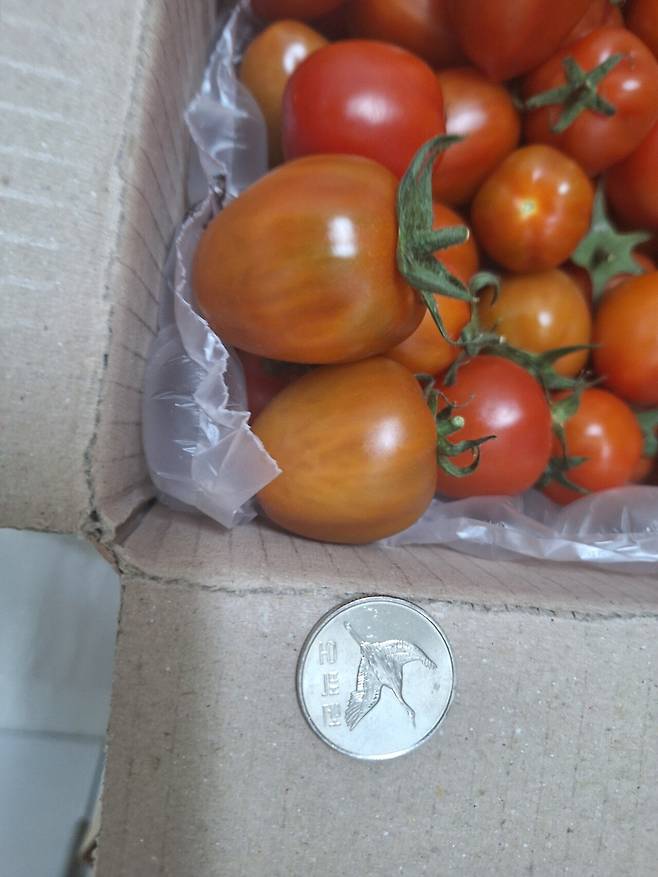 며칠전 핫딜게시판 대추방울토마토 물건왔다