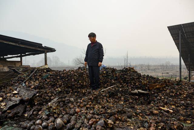 경북 청송군 진보면 신촌1리의 과수 농민 조왕식씨가 폐허로 변한 저온저장고 터에 서 있다. 그의 발밑으로 출하를 앞두고 있던 사과 16여 톤이 검게 그을린 채 쌓여 있다.