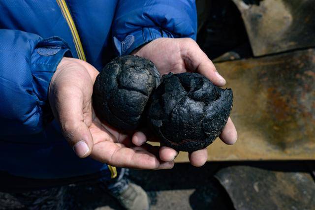 최기철씨가 숯덩이로 변한 사과를 손바닥에 올려 보이고 있다. 그의 저장고에는 '친구들에게 나눠주려 챙겨뒀던 상태 좋은 사과' 100상자가 있었다.