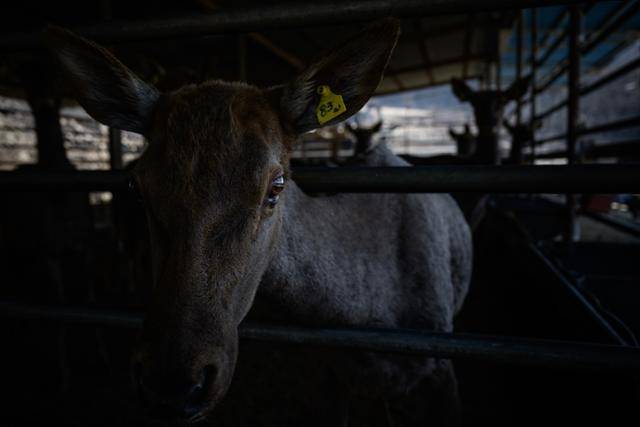 화염이 불어닥친 현장에서 살아남은 엘크 사슴들이 축사 밖을 내다보고 있다. 이들 피부 곳곳에 불에 그을린 자국이 남아 있다.