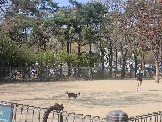 11일 낮 2시 월드컵공원반려견놀이터의 모습. 이날 놀이터에는 대형견과 소형견 10여 마리가 뛰어놀고 있었다. 신혜연 기자
