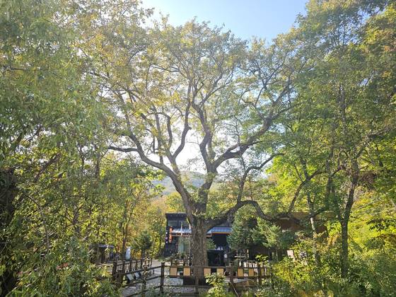 강원 인제군 기린면 진동리에 있는 돌배나무. 조선 대통실록에 '강원도의 좋은 배나무 가지를 구해서 접목하고자 한다'라는 구절이 나오는데, 이 좋은 배나무가 인제 돌배나무로 알려져 있다. 사진 산림청