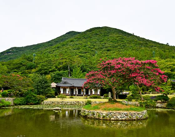 전남 진도군 의신면에 있는 배롱나무. 운방산림과 조화를 이룬다. 사진 산림청