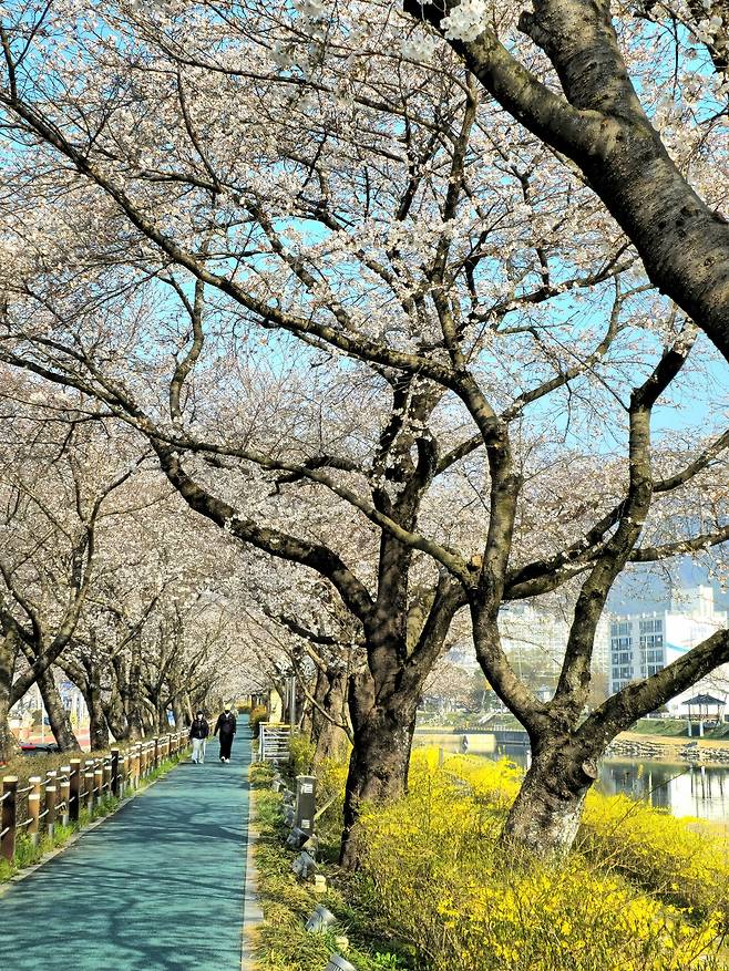 순창 옥천골 벚꽃길.