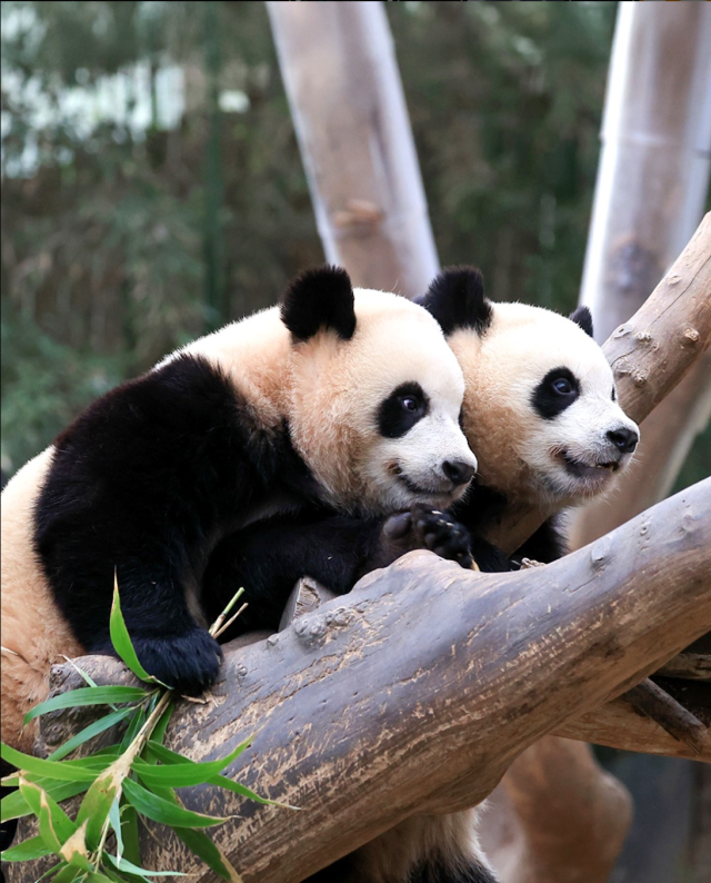 에버랜드의 쌍둥이 판다 루이바오와 후이바오. 사진 제공=에버랜드.