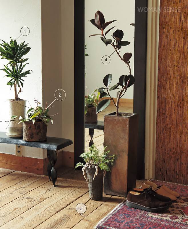 1 드라세나 콤팩타 2 호야 마크로필라 3 넉줄고사리 4 버건디 고무나무