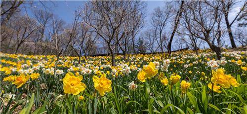 화담숲 수선화 [화담숲 제공]
