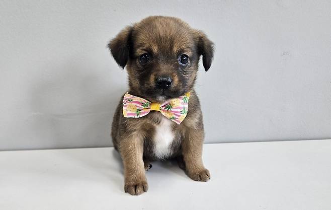 동물보호센터 입소 당시 수지의 공고 사진 (사진 동물보호관리시스템) ⓒ 뉴스1