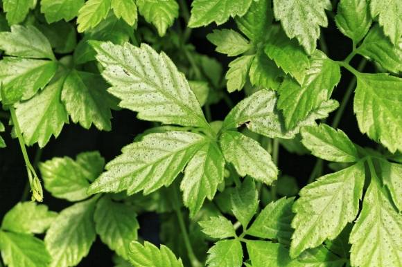 돌외. 위키피디아