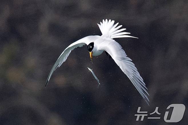 멸종위기 1급인 뿔제비갈매기가 지난 11일 오후 전남 고창군 구시포 해안에서 먹이를 사냥하는 모습이 카메라에 잡혔다. (생태사진가 강훈구 씨 제공, 제판매 및 DB금지) 2025.4.13/뉴스1 ⓒ News1 최창호 기자