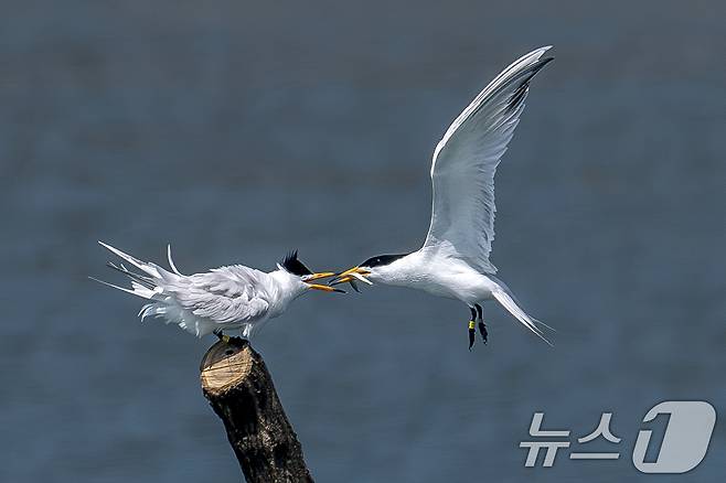 멸종위기 1급인 뿔제비갈매기가 지난 11일 오후 전남 고창군 구시포 해안에서 카메라에 포착됐다. 수컷이 사냥한 먹이를 암컷에게 전달하고 있다. (생태사진가 강훈구 씨 제공, 제판매 및 DB금지) 2025.4.13/뉴스1