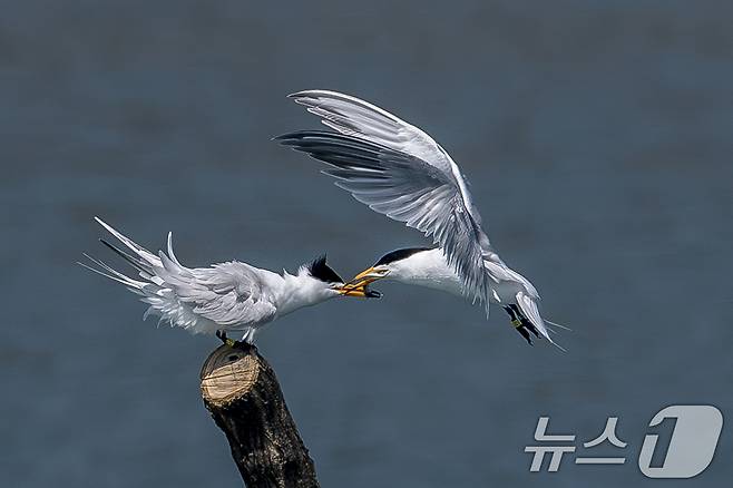 멸종위기 1급인 뿔제비갈매기가 지난 11일 전남 고창군 구시포 해안에서 카메라에 포착됐다. 수컷이 사냥한 먹이를 암컷에게 전달하고 있다.  생태사진가 강훈구 씨 제공, 제판매 및 DB금지) 2025.4.13/뉴스1