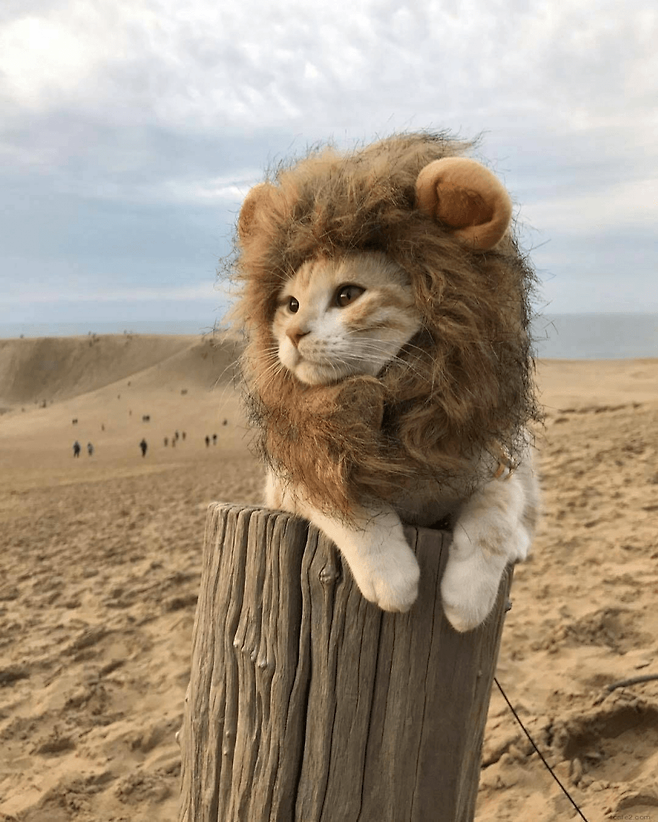 2882c324e6853ef53def86e629857d3fa0dbe32af2c778dbcf3f233a6306ed4dd51c999315232daab506b6d248f3928692426cdeda4d55f10be7d4beb0a0cf0220da62034a06