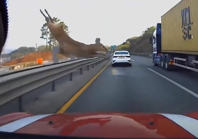 7383428107_486616_9b4804b44924bc3c81bdcdc9e2c3fce1.png 고라니가 진짜 졸 역겨운 동물인 이유