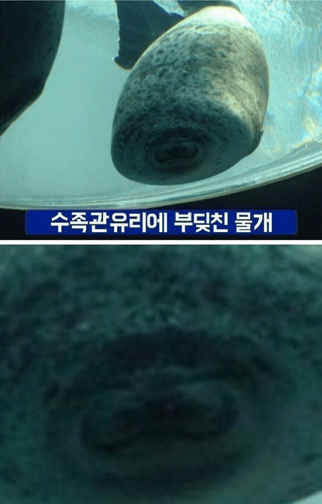 1743717760-1.png 수족관 유리에 부딪힌 물개.jpg