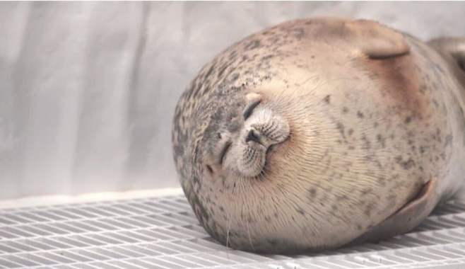 1743717751.jpg 수족관 유리에 부딪힌 물개.jpg