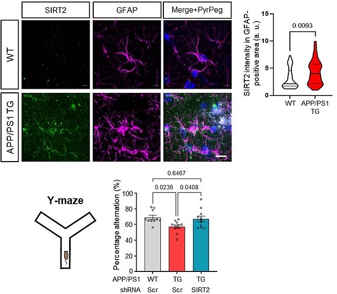 알츠하이머 모델 생쥐에서 별세포 SIRT2 발현 증가와 기억력 회복 효과. 알츠하이머 모델 생쥐의 해마 조직에서, 아밀로이드 베타 플라크 주변에 위치한 별세포에서 SIRT2 단백질 발현이 증가한 것이 면역염색을 통해 관찰되었다(위). 반면 정상 생쥐에서는 아밀로이드 베타 플라크도, 별세포 내 SIRT2 발현도 거의 나타나지 않았다. 연구진은 별세포 내 SIRT2의 역할을 확인하기 위해 알츠하이머 모델 생쥐의 해마에 유전자 조작 바이러스를 주입해 SIRT2 발현을 선택적으로 억제했다. 그 결과, 기억력을 평가하는 Y미로 행동 실험에서 알츠하이머 생쥐의 단기 기억력이 유의미하게 회복된 것으로 나타났다(아래). 이로써 별세포의 SIRT2가 알츠하이머에서 인지 기능 저하에 중요한 역할을 한다는 사실이 입증됐다. IBS