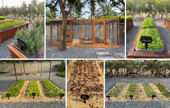 리틀팜에서는 토끼 다섯마리와 고수, 민트 바질 등 각종 동식물을 키우고 있다.  / 사진=홍지연 여행+ 기자