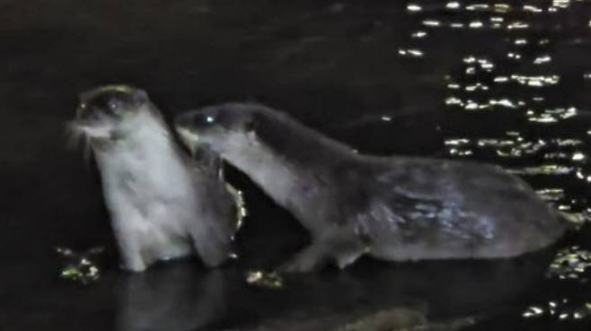 부산 기장군 좌광천 일대에서 수달이 발견됐다. 기장군 제공