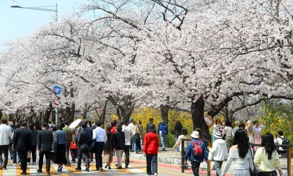11일 오후 서울 영등포구 여의도 윤중로를 찾은 시민들이 활짝 핀 벚꽃길을 걷고 있다. 2025.04.11 뉴시스