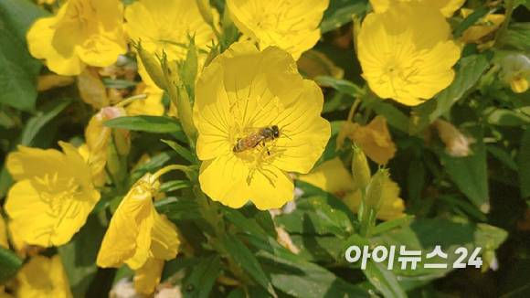 봄철 꽃가루 날림시기가 빨라진 것으로 나타났다. 지역별로 날림 기간이 늘어난 곳도 있다. [사진=정종오 기자]