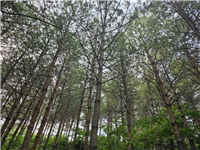 ▲ 국립검봉산자연휴양림 일대 전경(소나무림). 산림청 제공