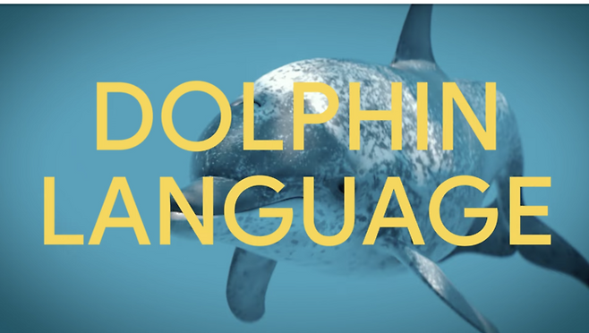 구글이 돌고래의 소리를 학습해 개발한 AI 모델 ‘돌핀젬마’ 소개 영상 [출처 = 구글 유튜브 캡처]