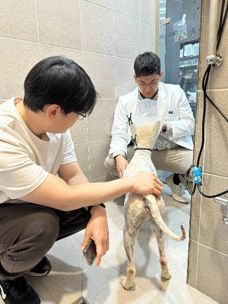 대추를 만나러 간 기자(왼쪽)와 최중연 SNC동물메디컬센터 수의사(오른쪽). 그리고 자길 치료해 준 이를 바라보는 대추./사진=이효정 도로시지켜줄개 대표