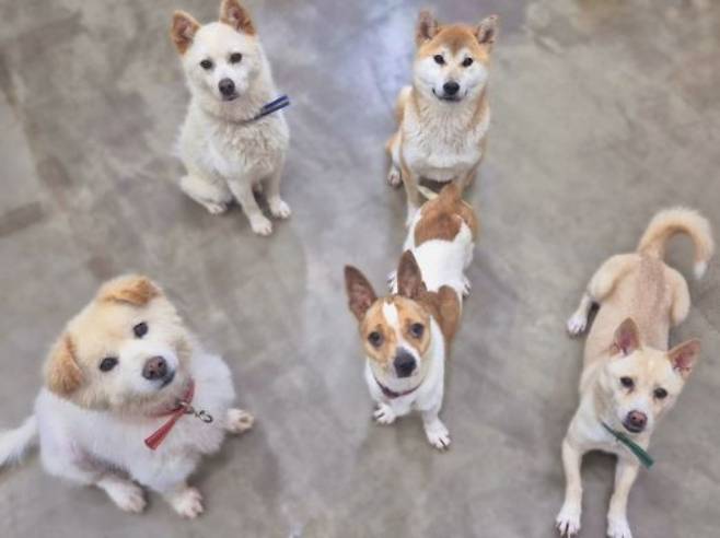 용인특례시 동물보호센터에서 보호중인 유기견. /사진제공=용인특례시