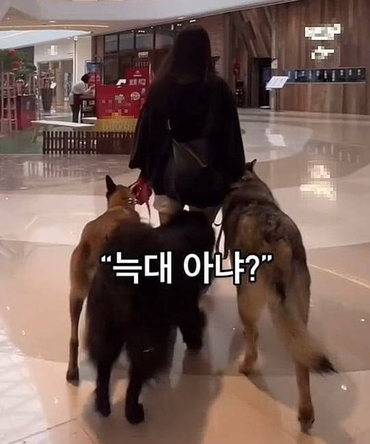 대형견 세 마리에 입마개를 채우지 않고 대형 쇼핑몰을 활보한 여성 견주./인스타그램