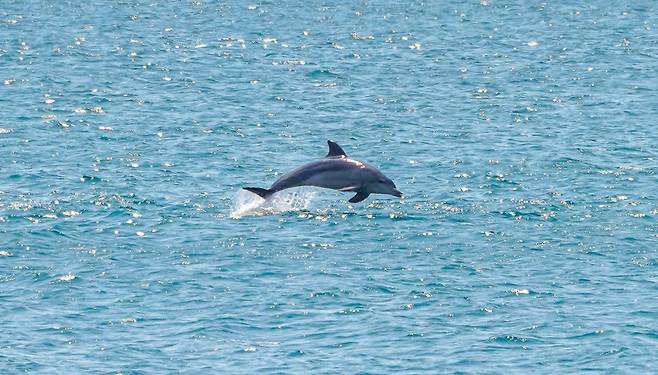 제주 서귀포시 대정읍 신도리 해역을 누비고 있는 남방큰돌고래. 해양수산부는 이 해역을 ‘해양보호구역’으로 지정해 생태계 훼손 행위를 차단하기로 했다. 제주도 제공