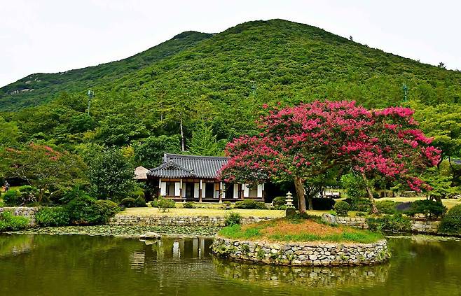 전남 진도군 의신면 운림산방 배롱나무. 수형이 아름답고 주변 자연경관과 조화를 이뤄 산림청으로부터 ‘2025 올해의 나무’로 선정됐다. 전남도 제공