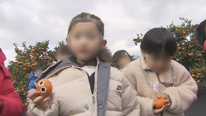 감귤 관련 자료 사진.