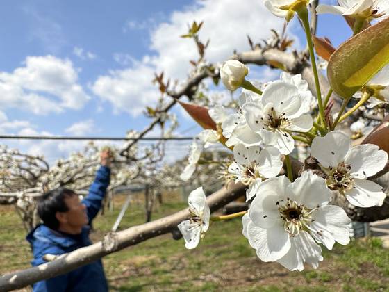 경북 상주시 사벌국면의 한 과수원에 핀 배꽃들. 이상저온으로 인해 가운데 암술이 검게 변했다. 천권필 기자