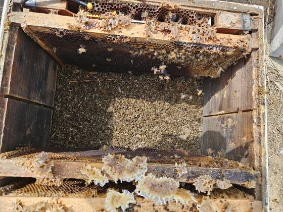 A beehive in Jecheon, North Chungcheong, is seen in March after late snowfall in the region. [KIM BYUNG-CHEOL]