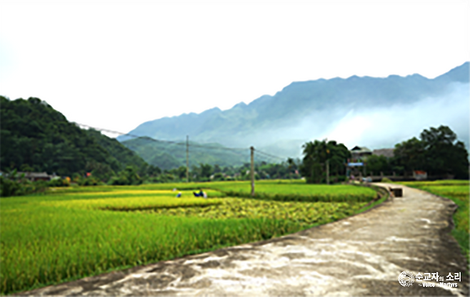 베트남 시골 마을의 논. VOMA 제공